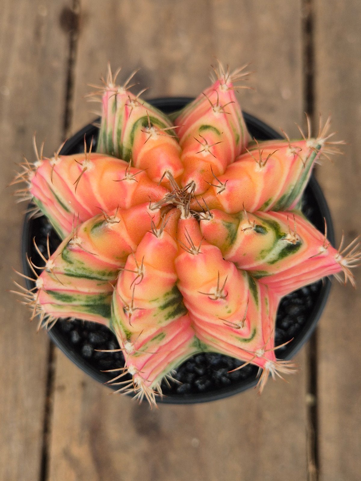 Cactus Gymnocalycium High Color p8 (2)