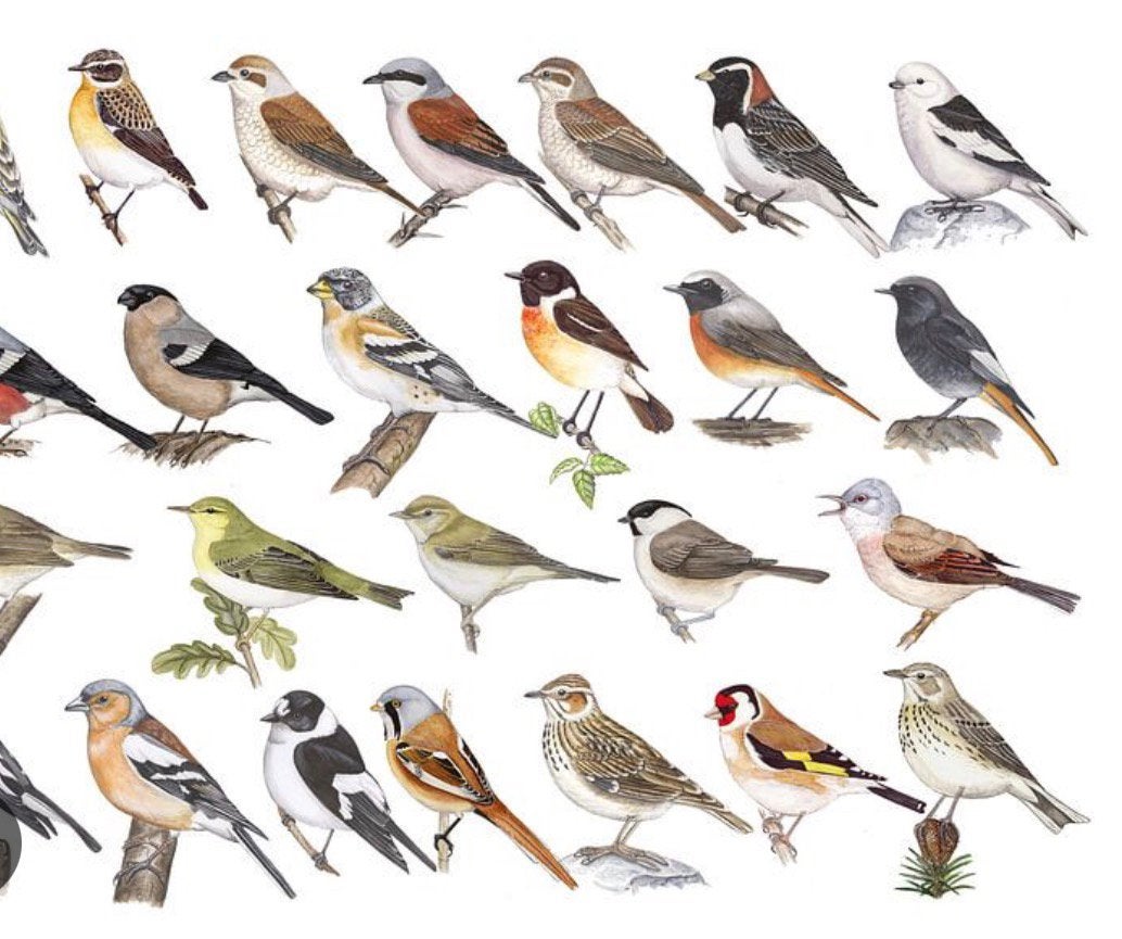 Wildzang gezocht, Dieren en Toebehoren