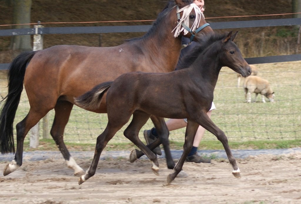 mooi new forest merrieveulen, Dieren en Toebehoren, Merrie, Met stamboom, Niet van toepassing, Springpony