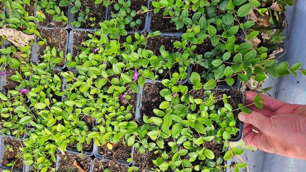 Vinca minor Atropurpurea - paars - Maagdenpalm, Tuin en Terras, Bodembedekkers, Vaste plant, Ophalen of Verzenden, Halfschaduw