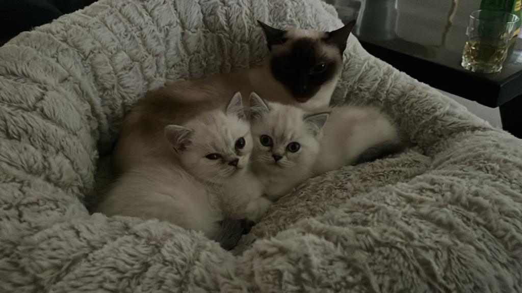 Britsche korthaar kittens, Meerdere dieren