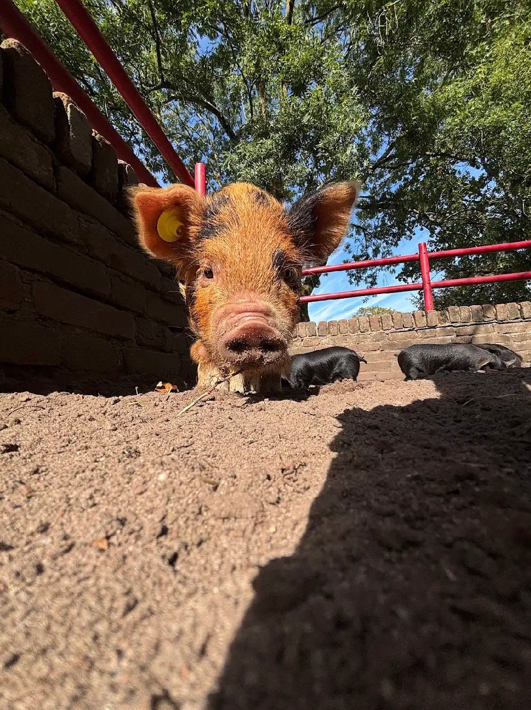 Kune kune biggen (stamboek), Meerdere dieren, Varken, 0 tot 2 jaar