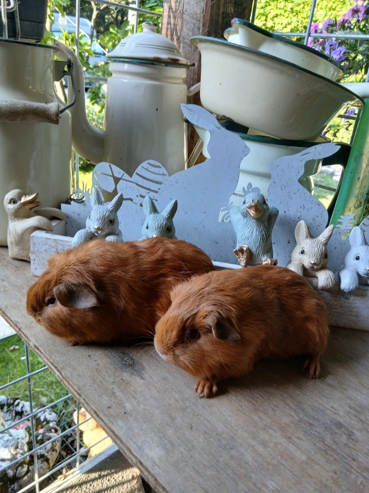 Jonge cavia s, Dieren en Toebehoren, Knaagdieren, Mei, Meerdere dieren, Cavia