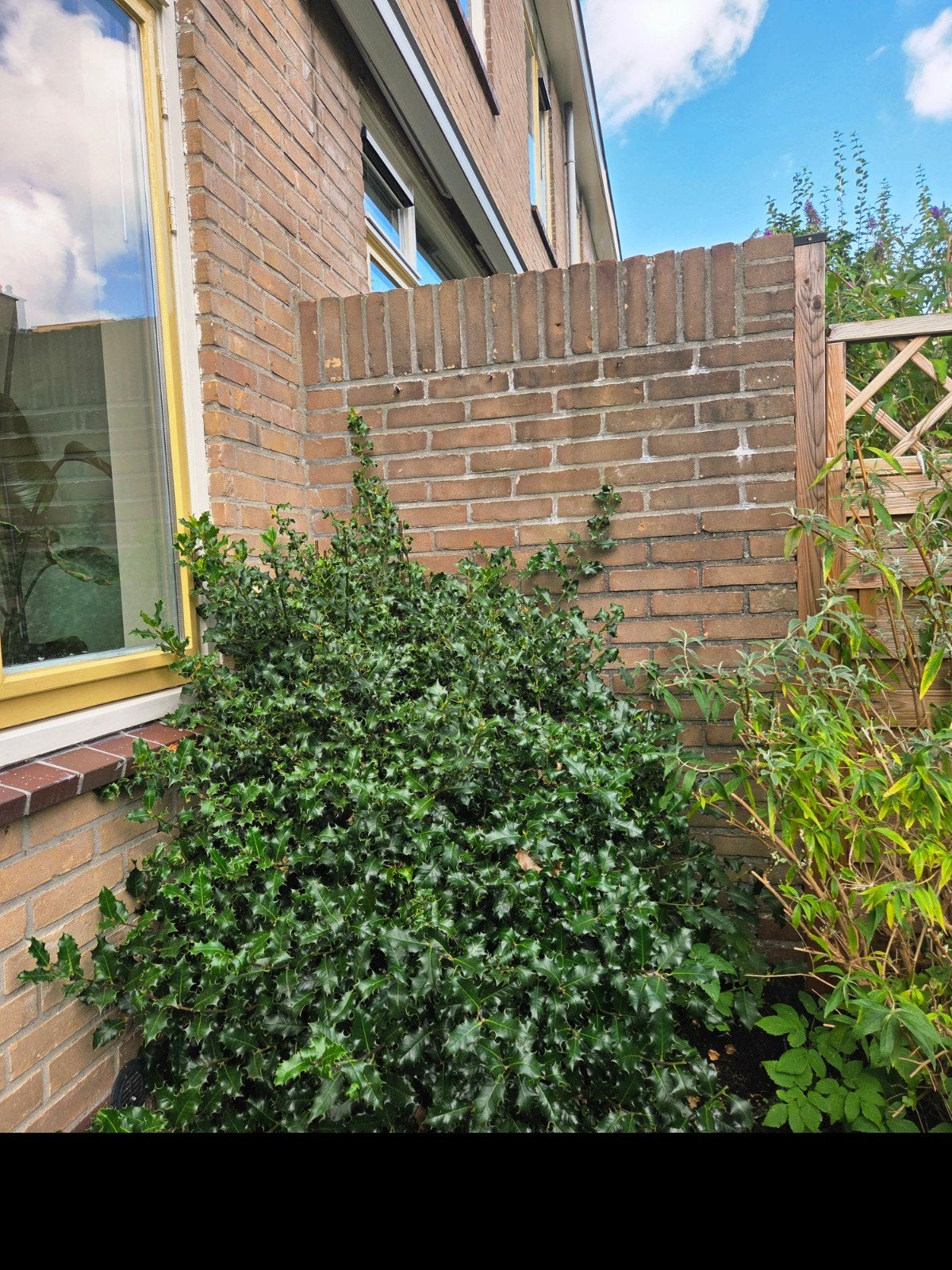 Gratis af te halen! Grote gezonde Hulst struik, Ophalen, Halfschaduw, Overige soorten, 100 tot 250 cm
