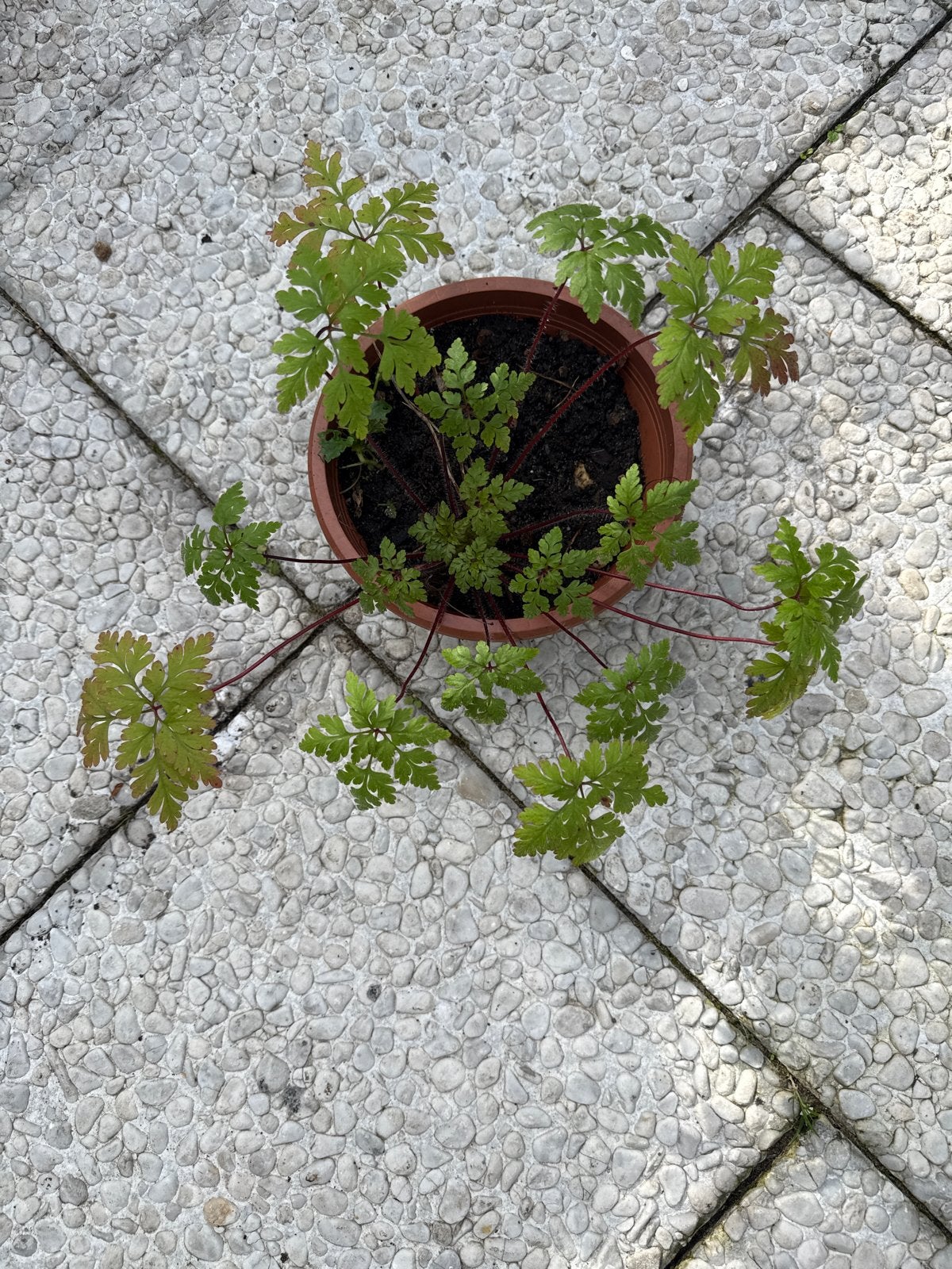 Decoratieve Varen in Pot - Ideaal voor Binnen & Buiten, Vaste plant, Varens, Ophalen of Verzenden, Bloeit niet