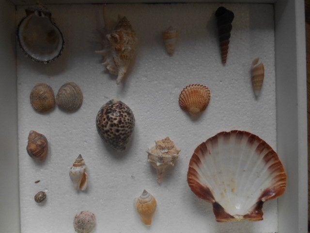 schelpen   15x, Verzamelen, Mineralen en Fossielen, Ophalen of Verzenden, Schelp(en)