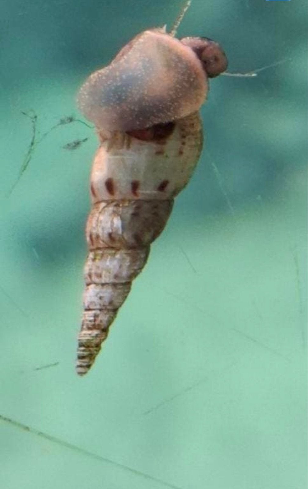 Torenslakjes 30 voor 5€, Dieren en Toebehoren, Vissen | Aquariumvissen, Vis