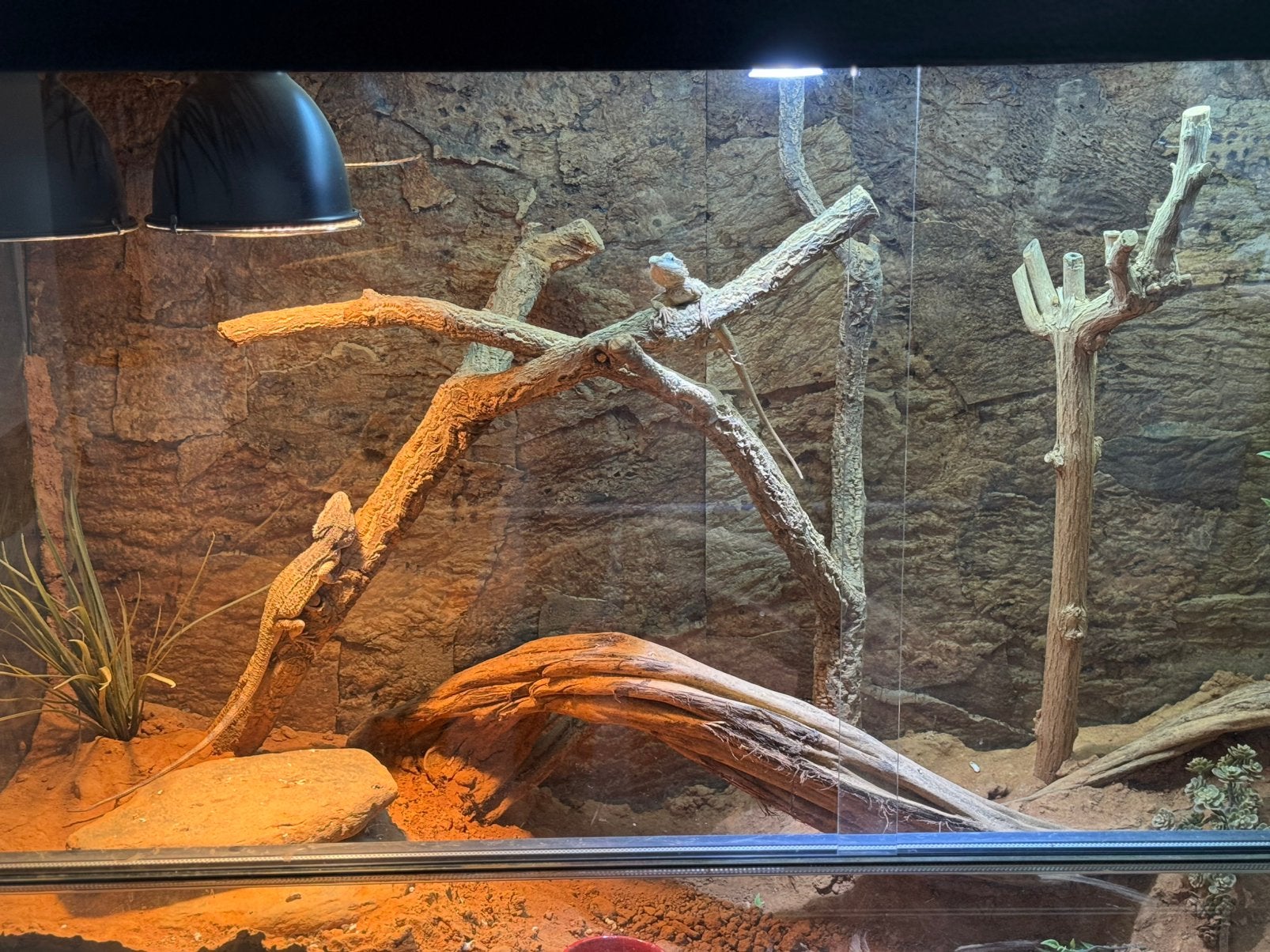 Baardagaam (pogona minor) Bearded Dragon photo 8