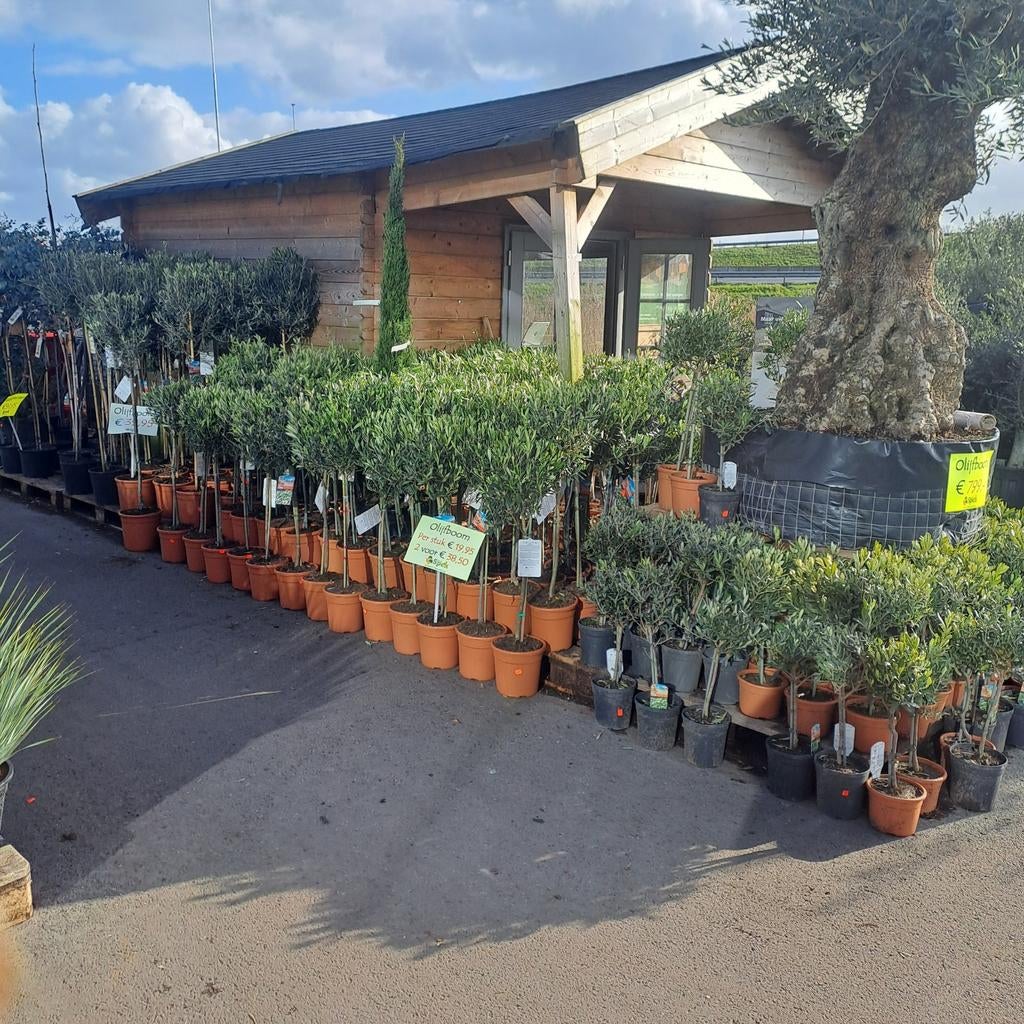 Olijfbomen vanaf 12,95, 100 tot 250 cm, Olijfboom, Zomer, Ophalen