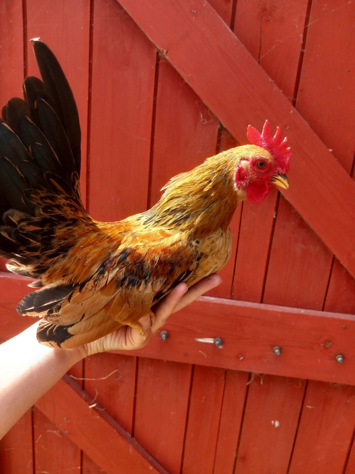 Lieve  Serama haantjes, Dieren en Toebehoren, Mannelijk, Kip