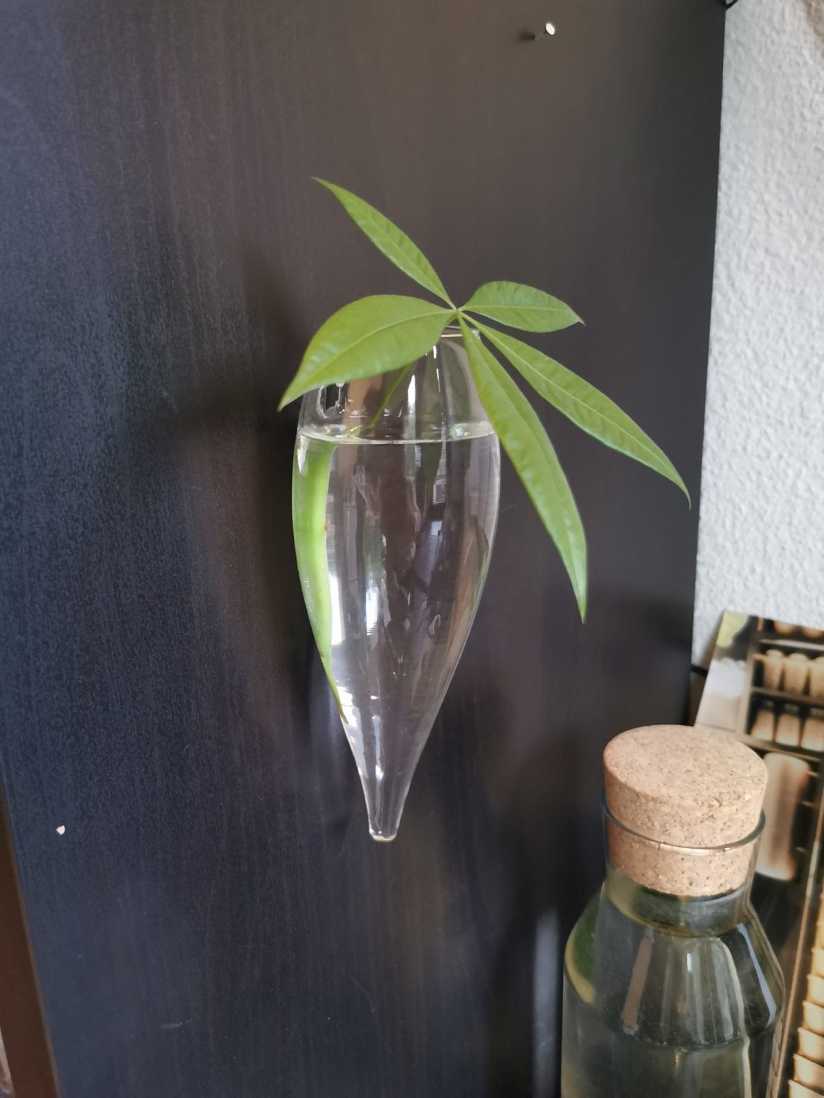 Glazen wandvaasjes voor stekjes - Set van 2, Overige kleuren, Ophalen of Verzenden, Minder dan 50 cm, Glas