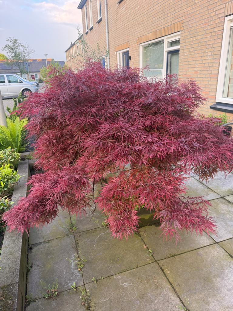 Prachtige Japanse Esdoorn - Acer Palmatum, Halfschaduw, Overige soorten, Lente, 100 tot 250 cm