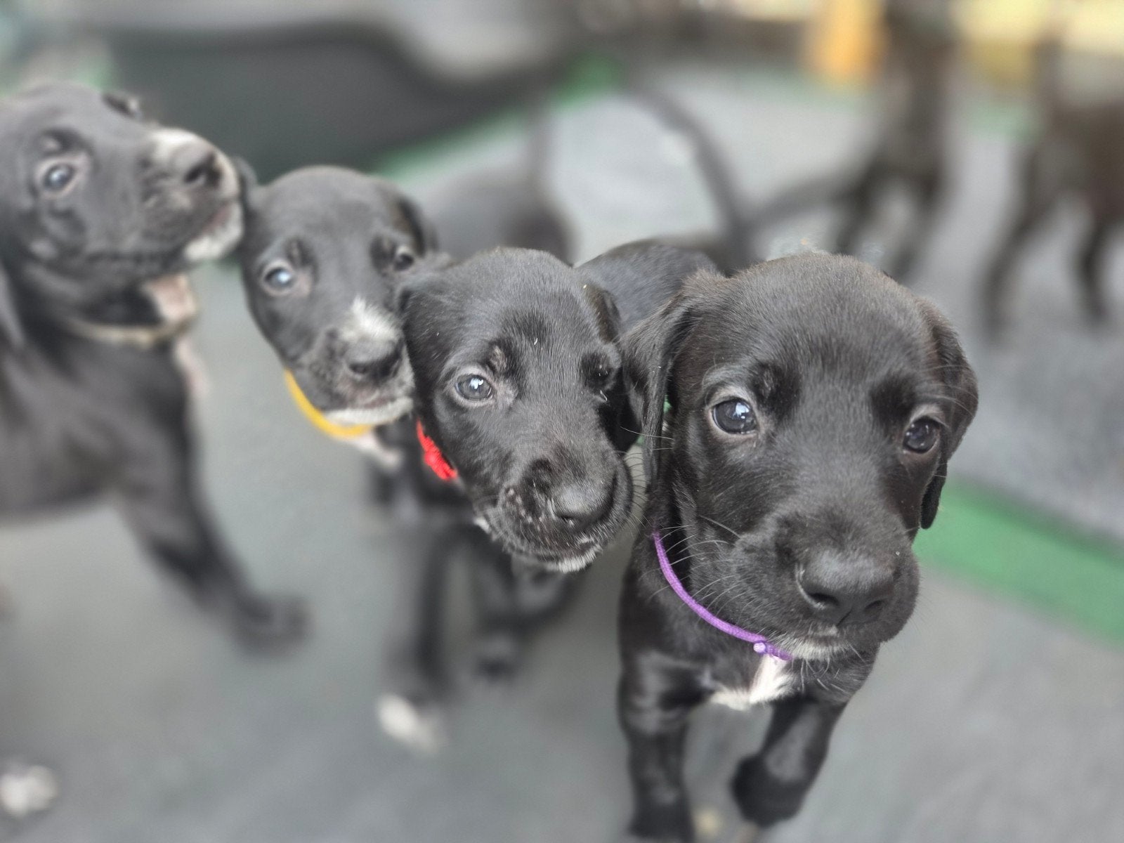 Prachtige Labradoodle x Dalmatiër pups zoeken gouden mandje!, Dieren en Toebehoren, Honden | Niet-rashonden, 8 tot 15 weken, Groot