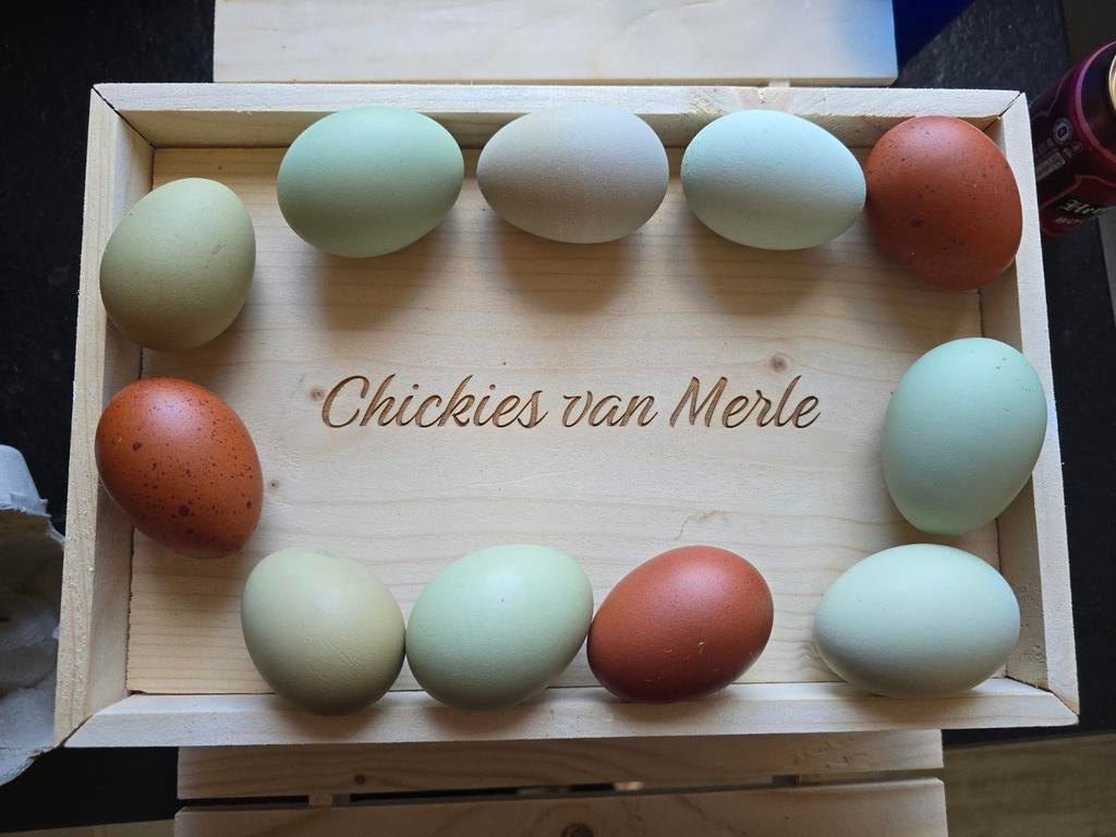 Broedeieren kleurleggers, Dieren en Toebehoren, Pluimvee, Kip, Geslacht onbekend