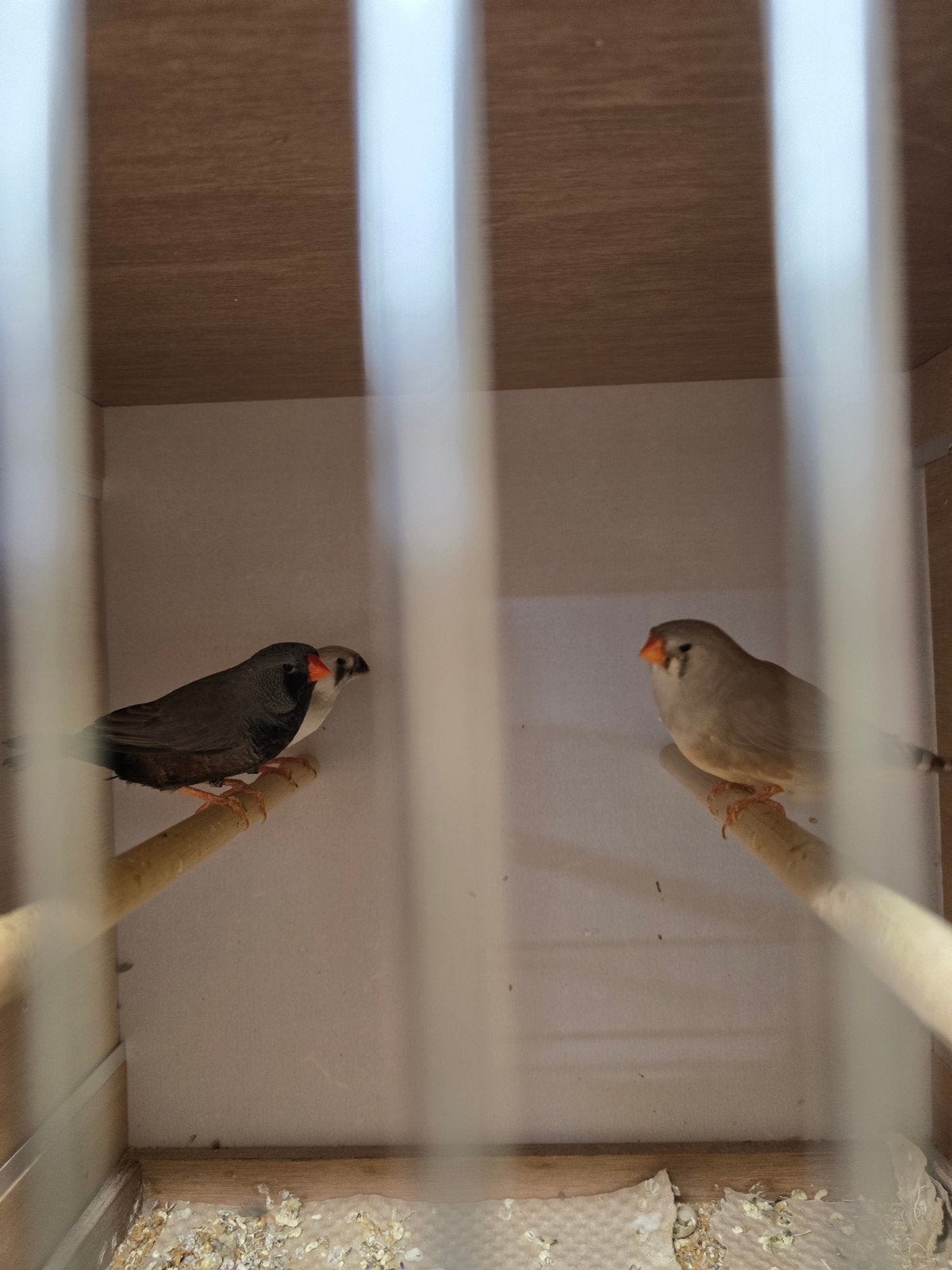 15 koppels charcoal zebravinken, Dieren en Toebehoren, Meerdere dieren