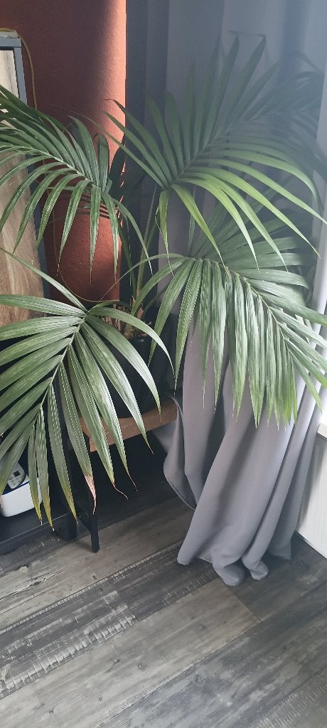 kamer palm, Huis en Inrichting, Ophalen, 100 tot 150 cm, Palm, Halfschaduw