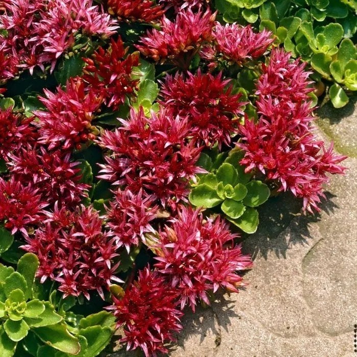 DIVERSE POTTEN RODE MUURPEPER Sedum spurium, Ophalen of Verzenden, Vaste plant, Overige soorten, Halfschaduw