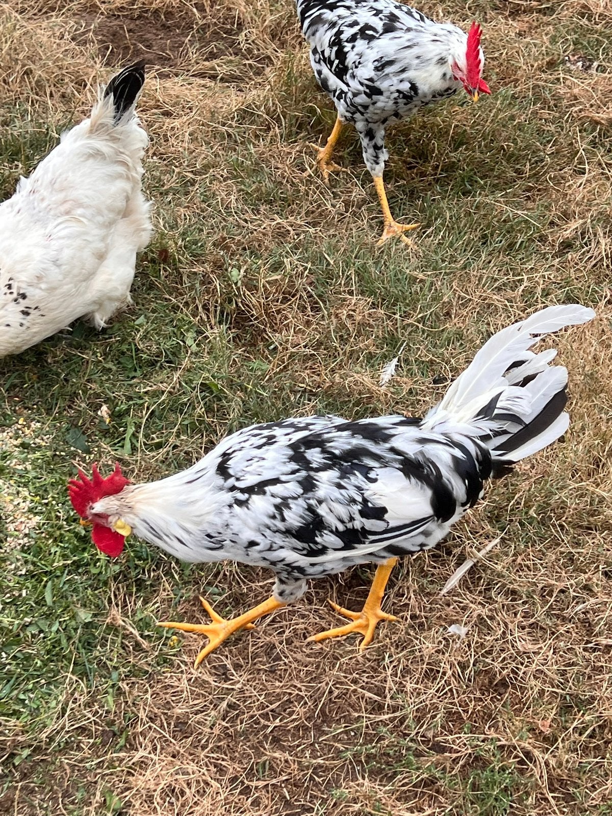 2x bonte Leghorn haan te koop, Mannelijk, Kip