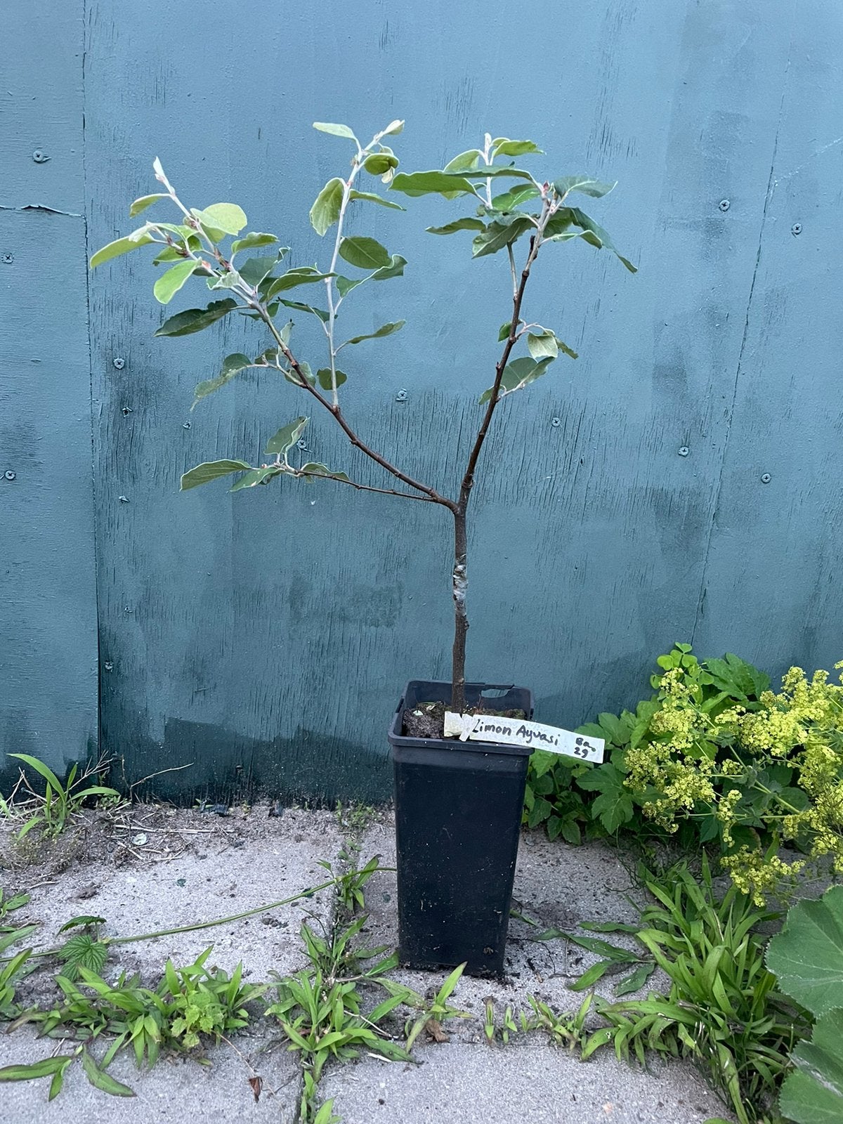 Kweepeer ‘Limon Ayvasi’, Ophalen of Verzenden, Minder dan 100 cm, Lente