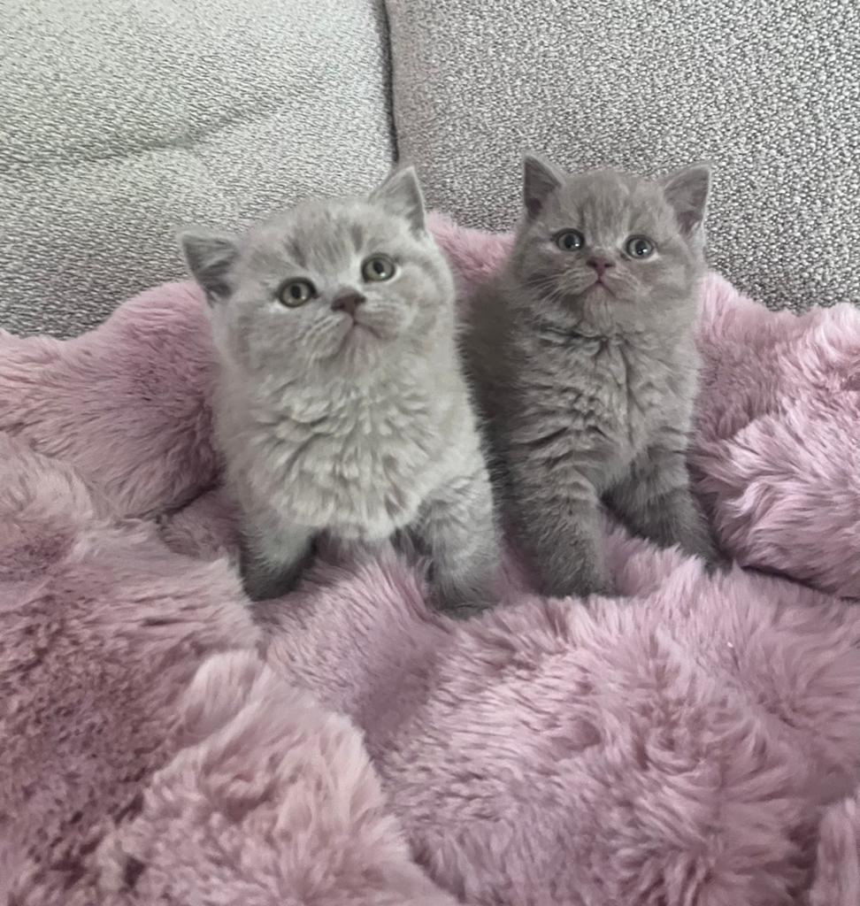 Twee super lieve en mooie Lilac Britse korthaar katertjes, Meerdere dieren, Ontwormd, 0 tot 2 jaar