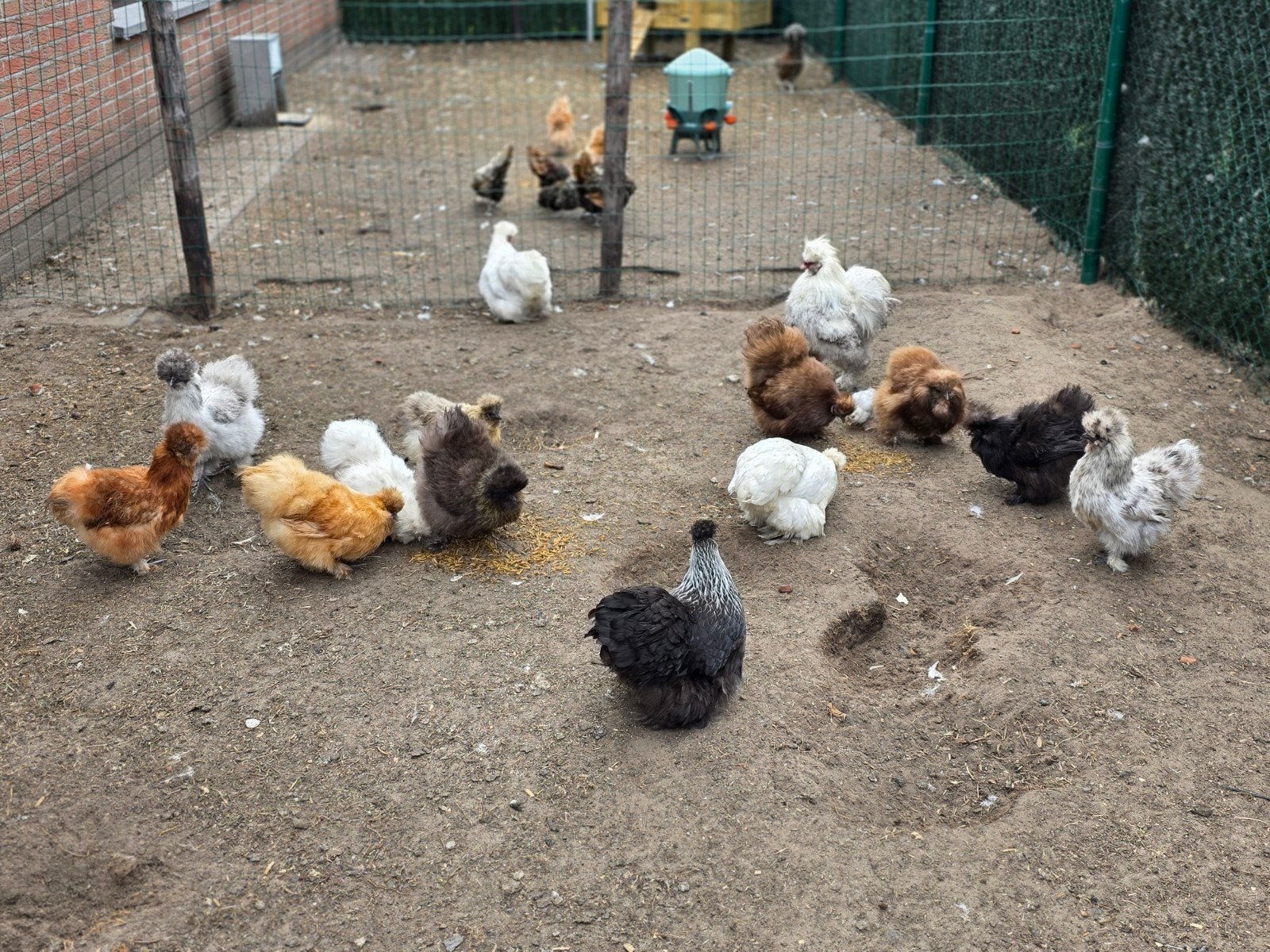 zijdehoen hennen, Dieren en Toebehoren