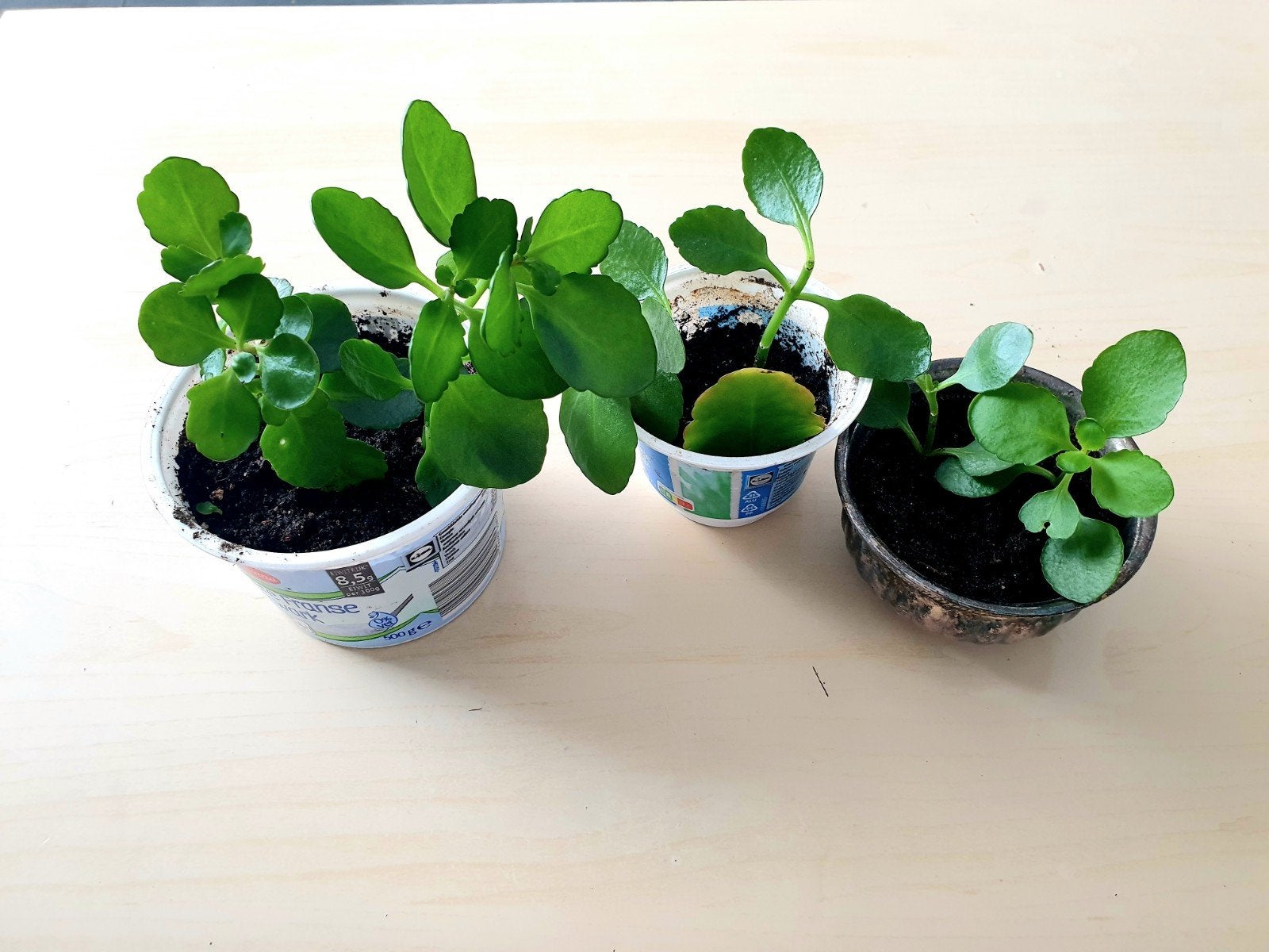Kalanchoë plantjes met gele bloemen, Vaste plant, Bloeit niet, Halfschaduw, Ophalen