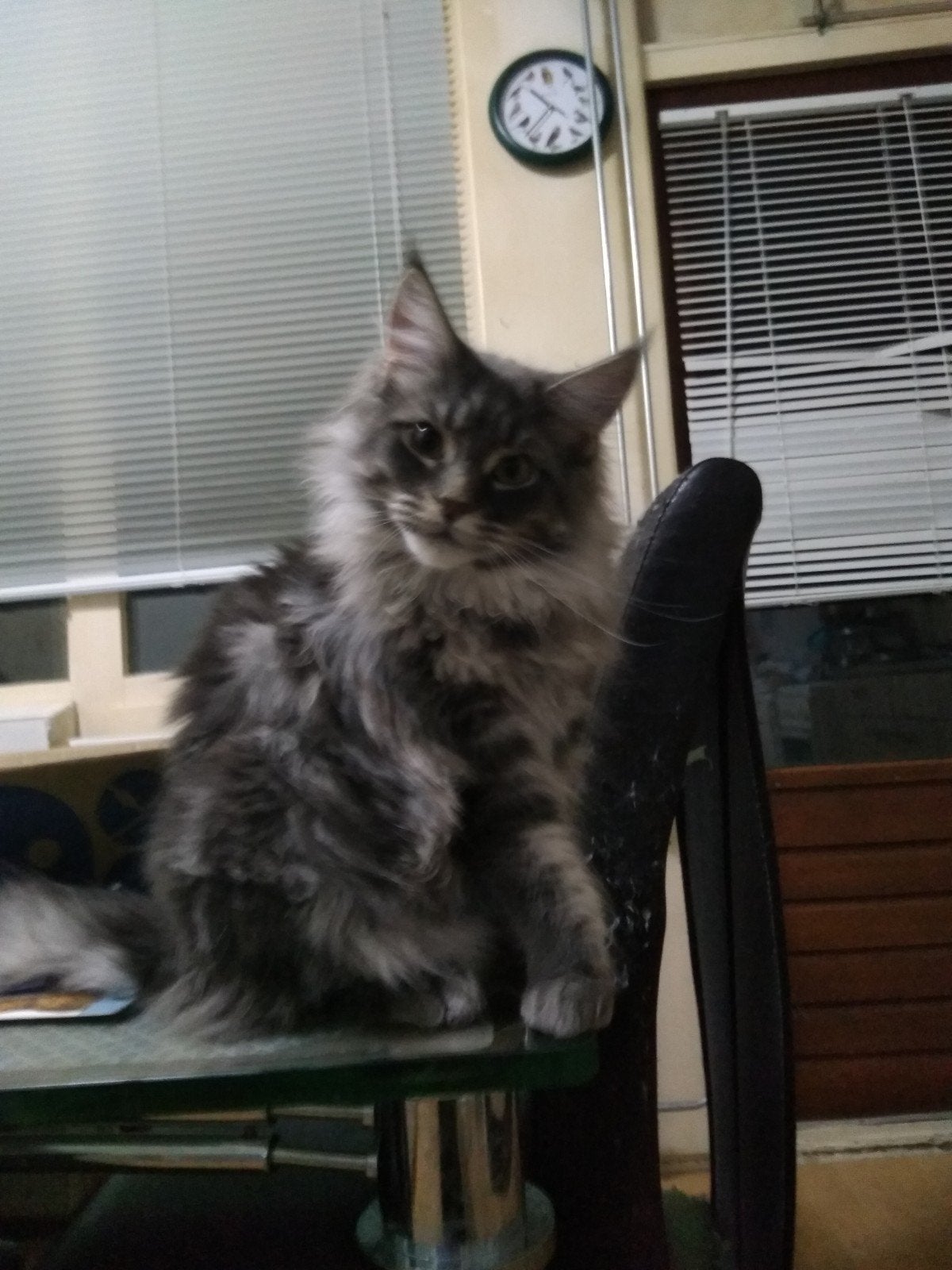 Maine Coon Look-a-like, Kater, Ontwormd, 0 tot 2 jaar