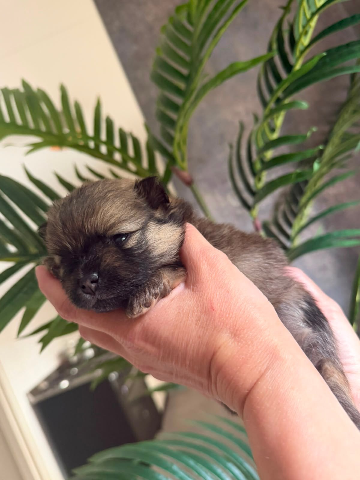 Pomeriaan pups, Parvo, Overige rassen, 8 tot 15 weken, Teef
