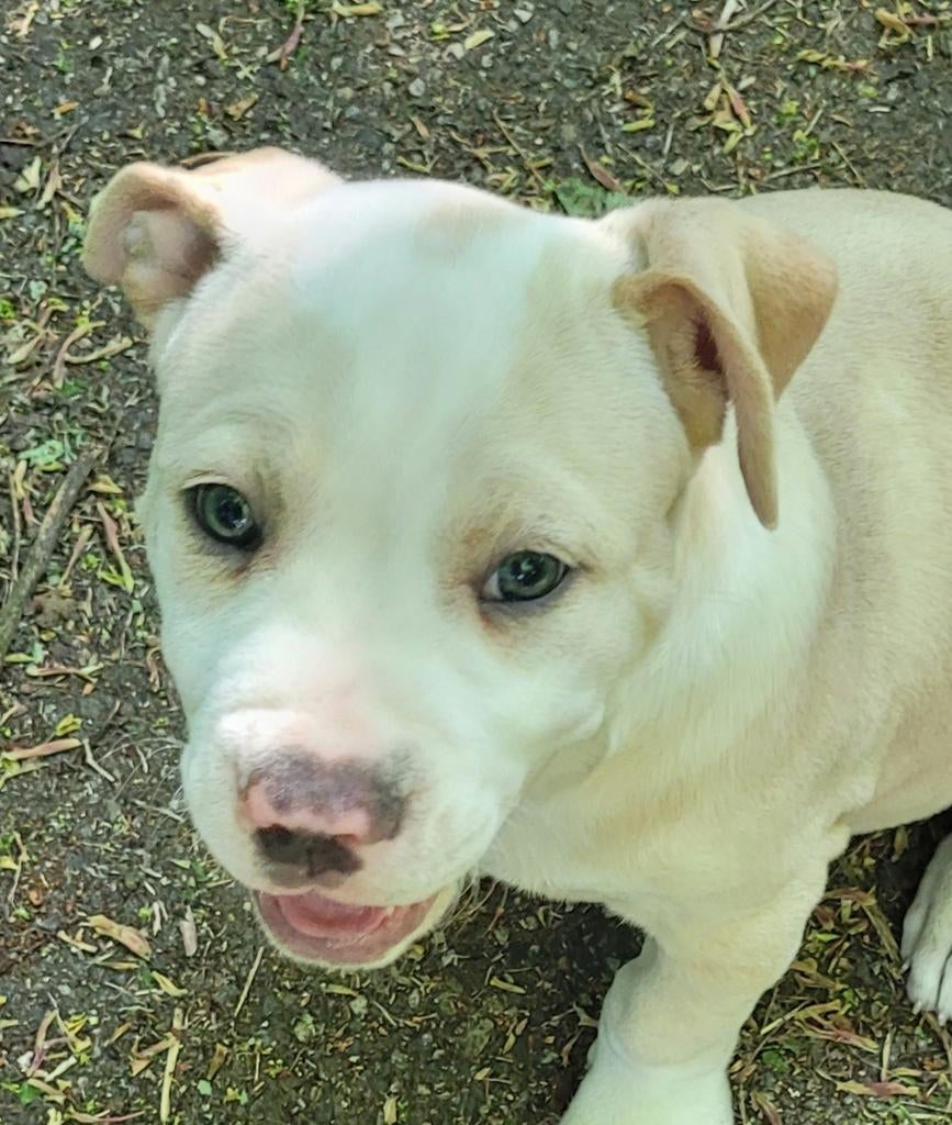 Pitbull XL X Amerikaanse stafford pup reu Cream /White, Parvo, 8 tot 15 weken, Meerdere, Meerdere dieren