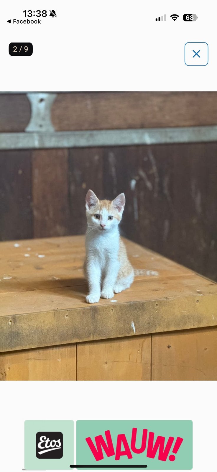Te koop mooie aanhankelijke kittens, Meerdere dieren, Kortharig, 0 tot 2 jaar