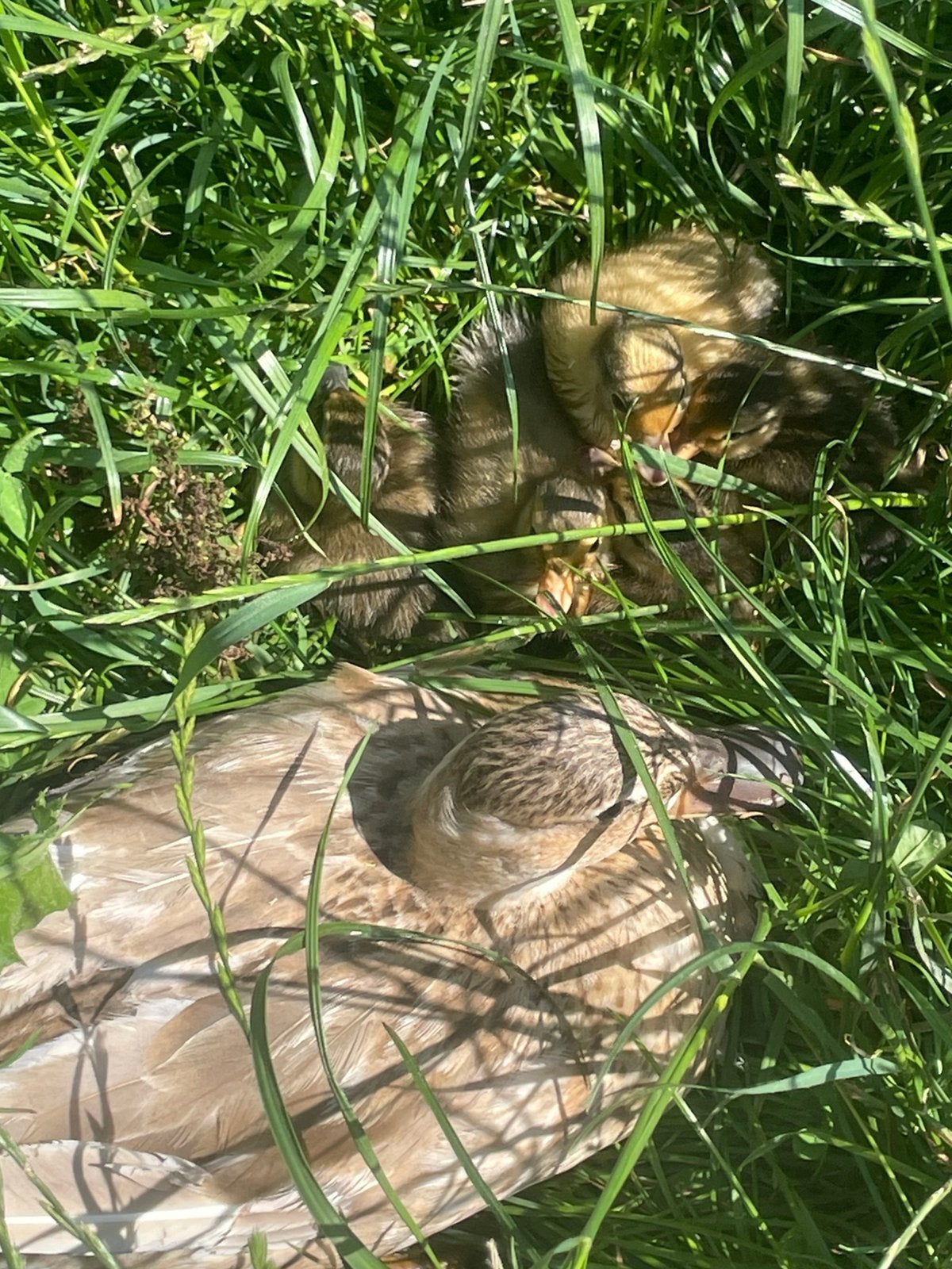 Kwaker pullen te koop, Dieren en Toebehoren, Pluimvee, Geslacht onbekend, Eend