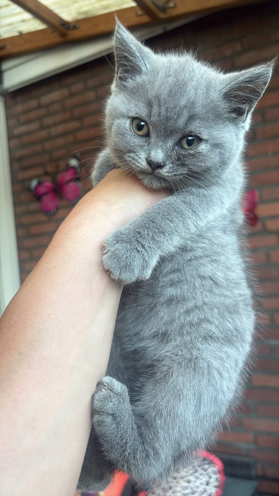 Nog 2 x Brits korthaar kitten, Dieren en Toebehoren, Katten en Kittens | Raskatten | Korthaar, Meerdere dieren