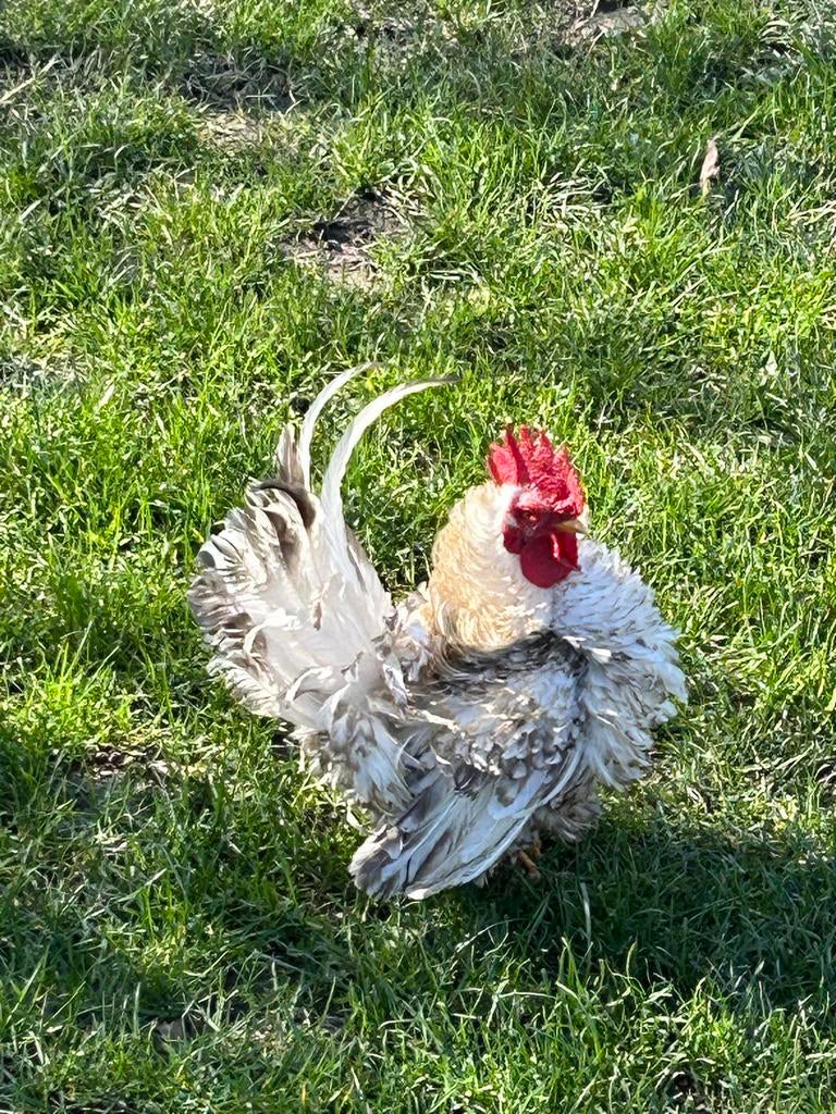 Haan, Dieren en Toebehoren, Mannelijk, Kip