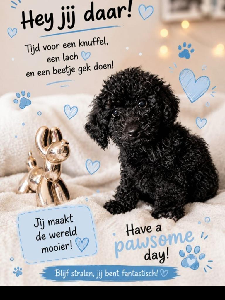 Dwergpoedel/Toypoedel met FCI Stamboom 1 zwarte reutje, Dieren en Toebehoren, Poedel, Parvo, Reu, 8 tot 15 weken
