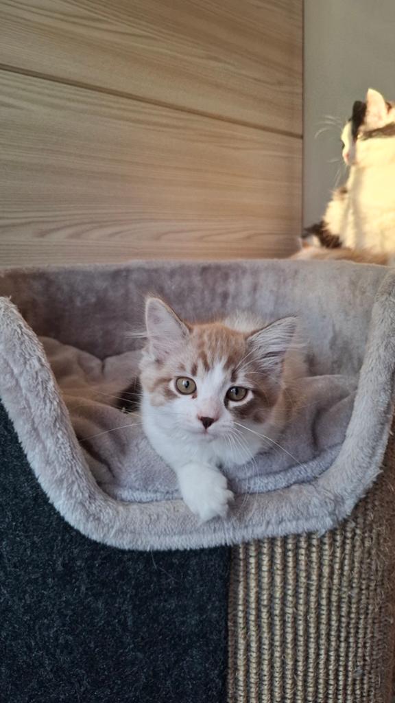Kitten Siberische Neva Masquerade met 25% Ragdoll, Dieren en Toebehoren, Meerdere dieren, Ontwormd, 0 tot 2 jaar