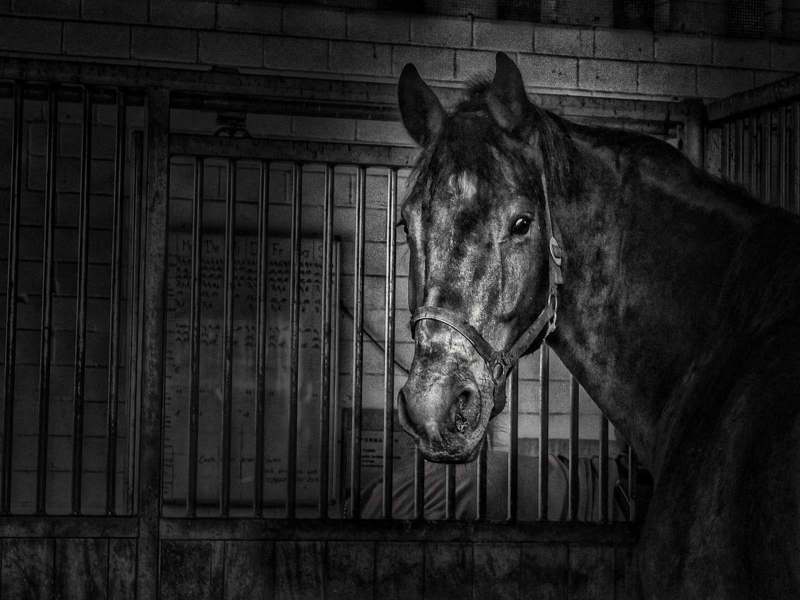 Gezocht, plekje voor mijn paard., Dieren en Toebehoren