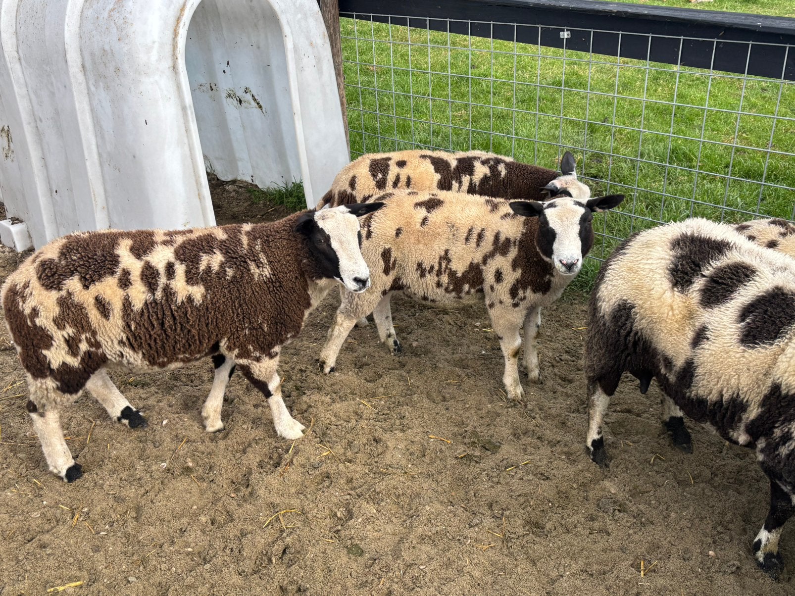 6 bonte rammen, Dieren en Toebehoren, Mannelijk, Schaap