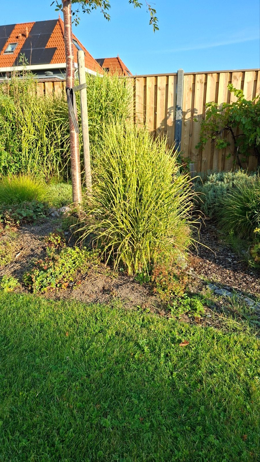 Siergras Miscanthus Sinesis 'Gold Bar', Tuin en Terras, Ophalen, Siergrassen, Volle zon