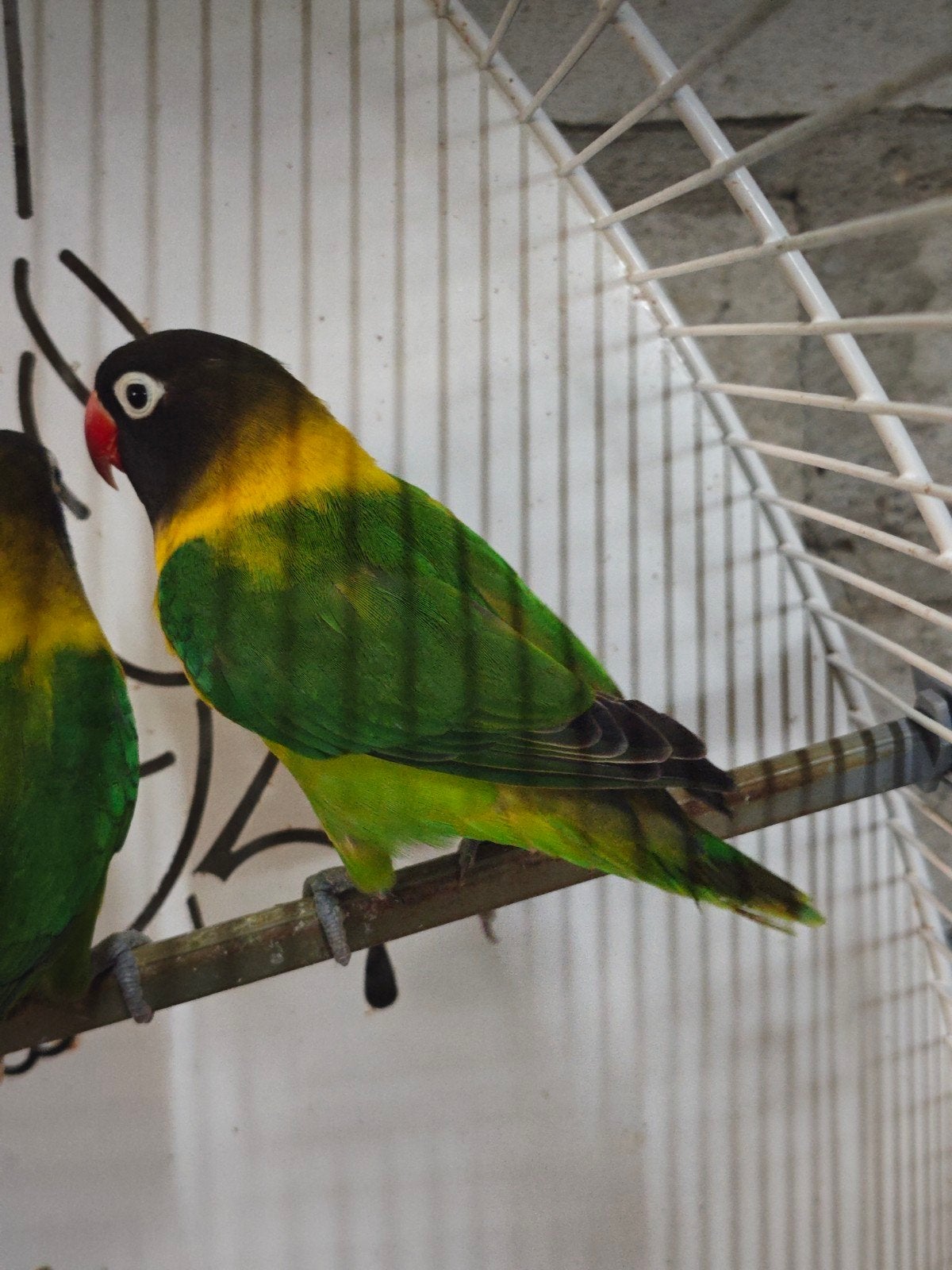 Agapornis (dwergpapegaai), Geslacht onbekend, Dwergpapegaai of Agapornis, Geringd