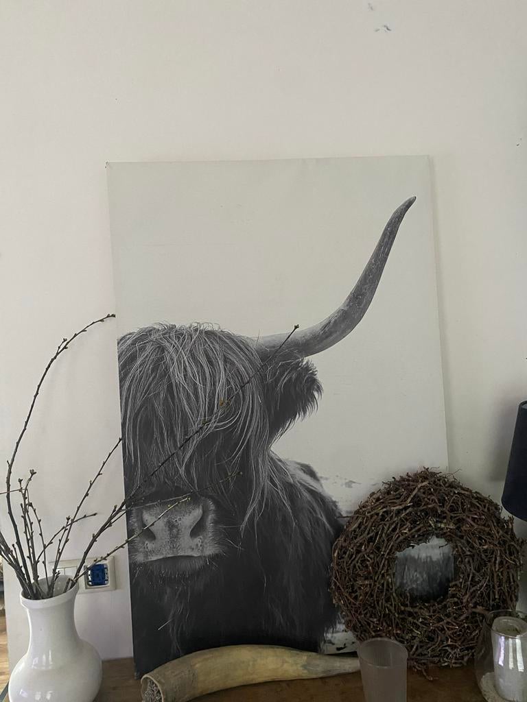 Groot canvas schilderij Schotse Hooglander, Ophalen