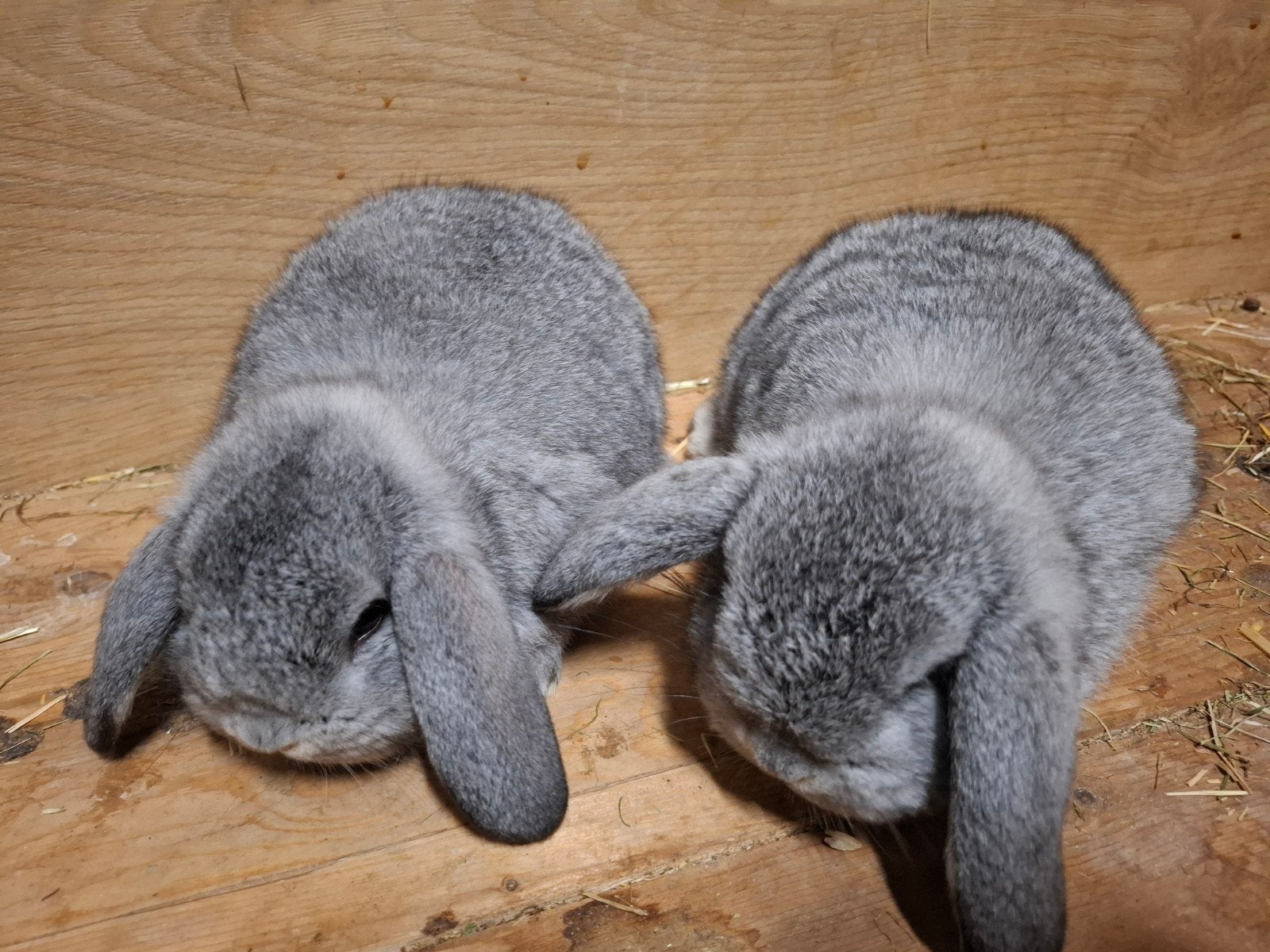 Nhd Chinchilla konijnen, Dieren en Toebehoren, Konijnen, Vrouwelijk, Middelgroot, Hangoor, 0 tot 2 jaar