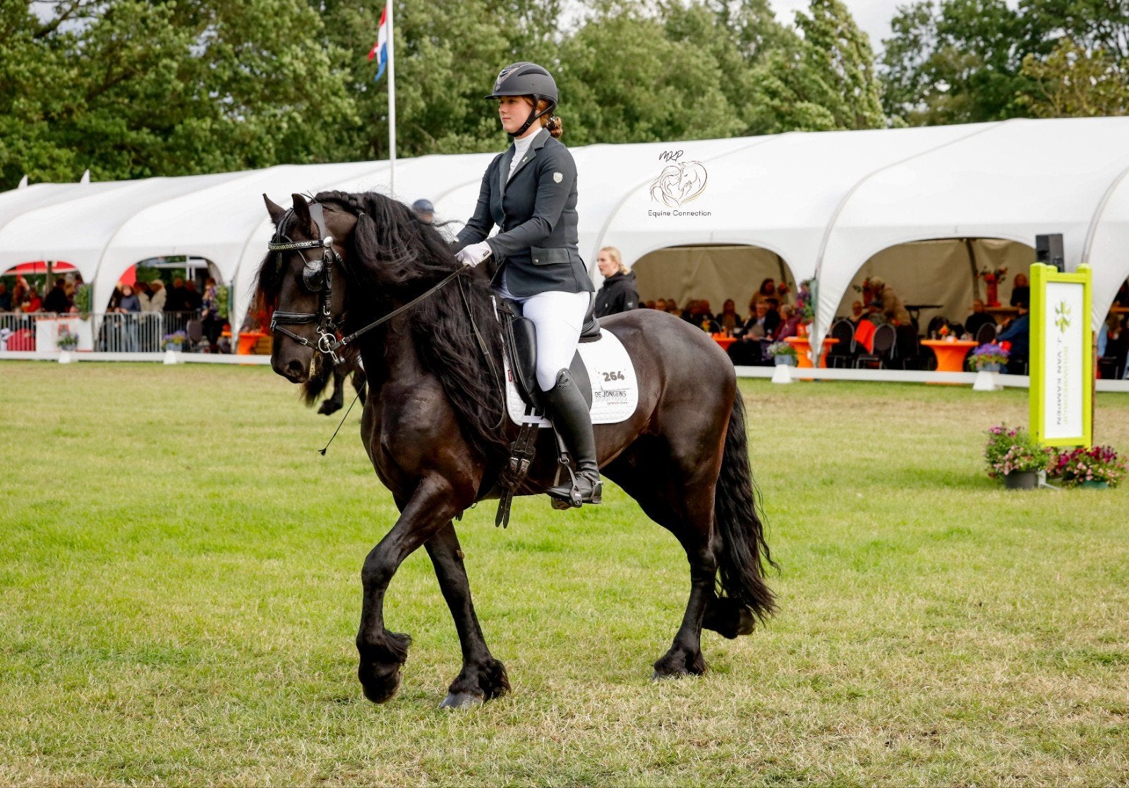 ⭐ Trainingsstal | Beleren onder het zadel & voor de wagen, Gedragstraining