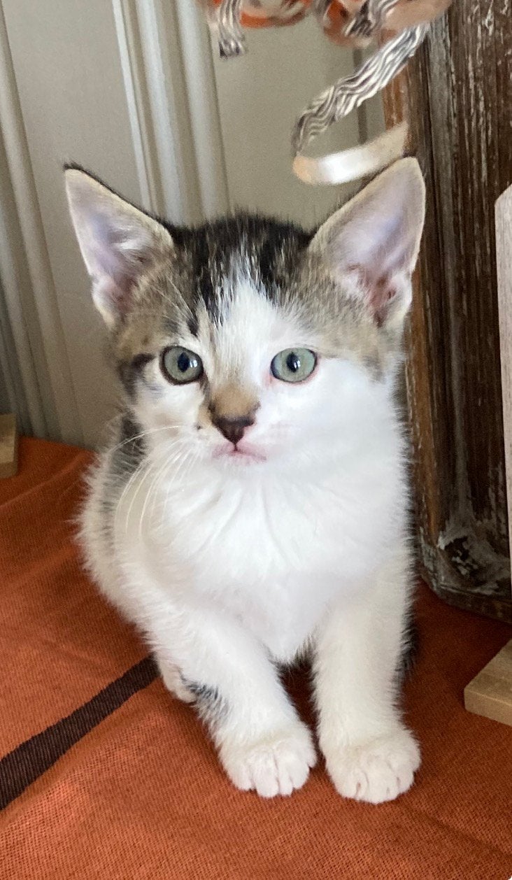 Kitten kittens, Dieren en Toebehoren, Katten en Kittens | Overige Katten, Kater