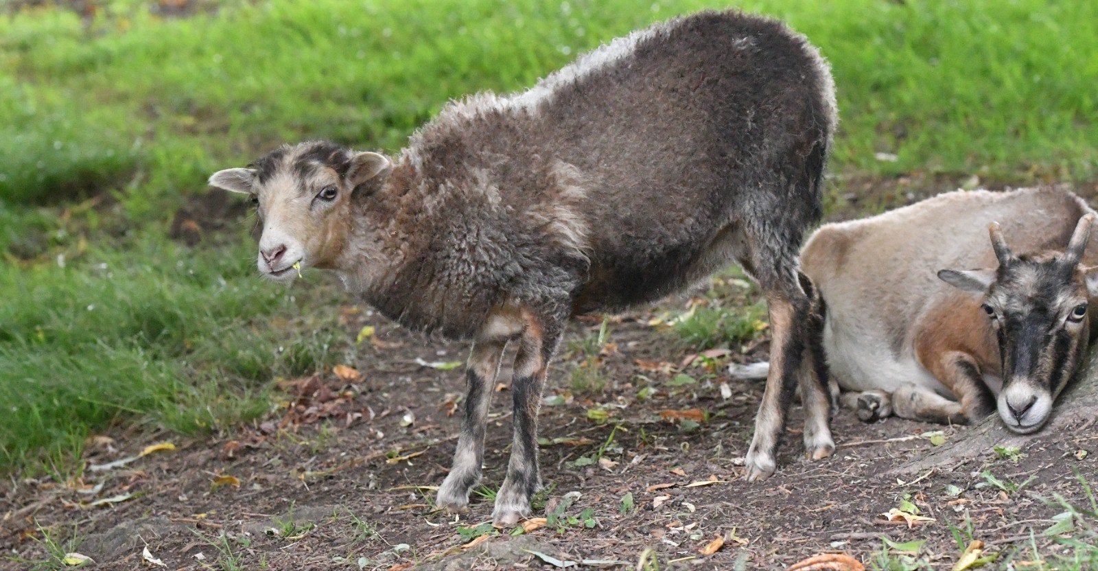 Mooi 3kleur ouessant ooitje, Vrouwelijk, Schaap, 0 tot 2 jaar
