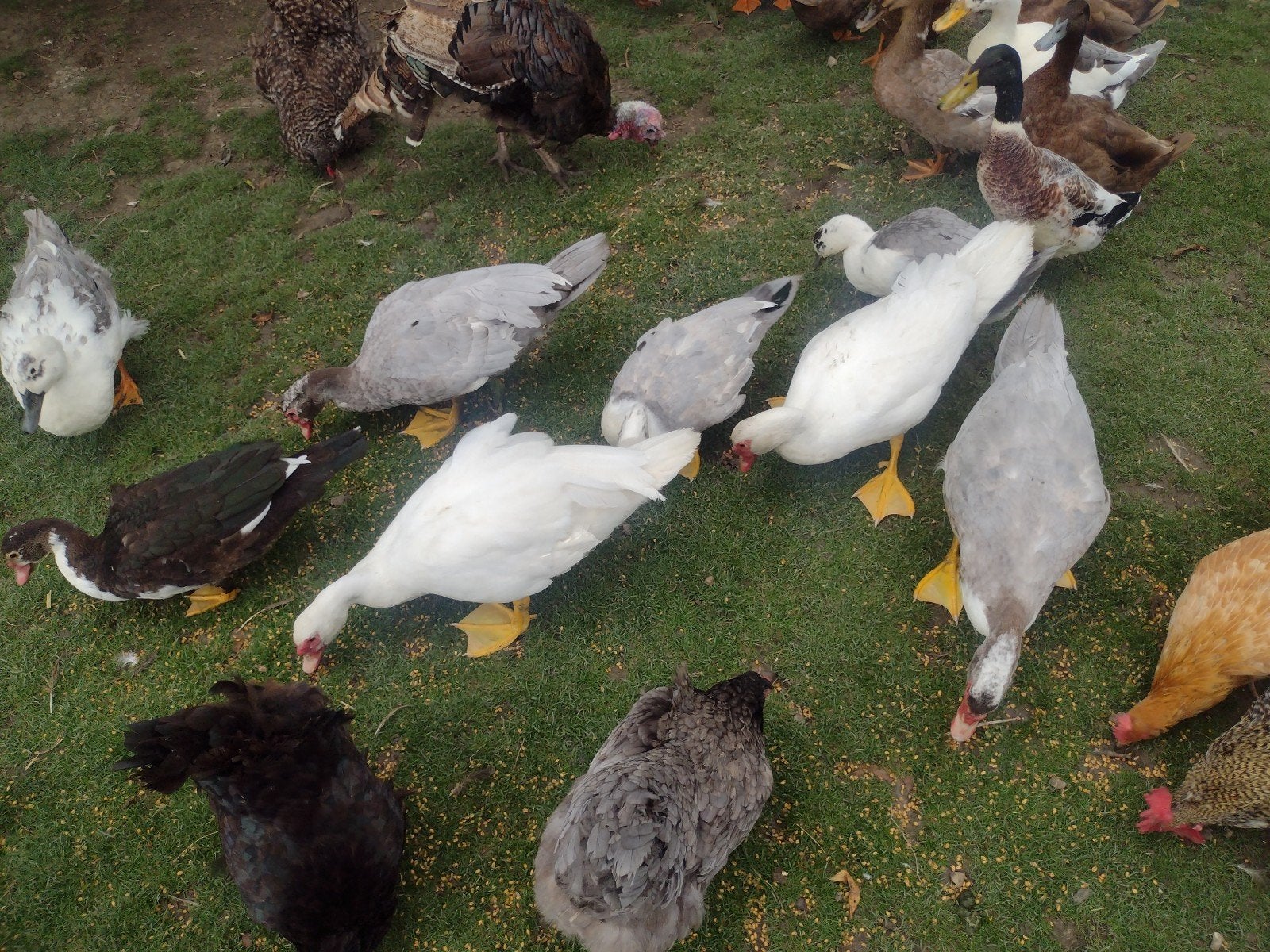 5 muskuseenden , 4 Woerden  1vrouw, Dieren en Toebehoren, Meerdere dieren, Eend