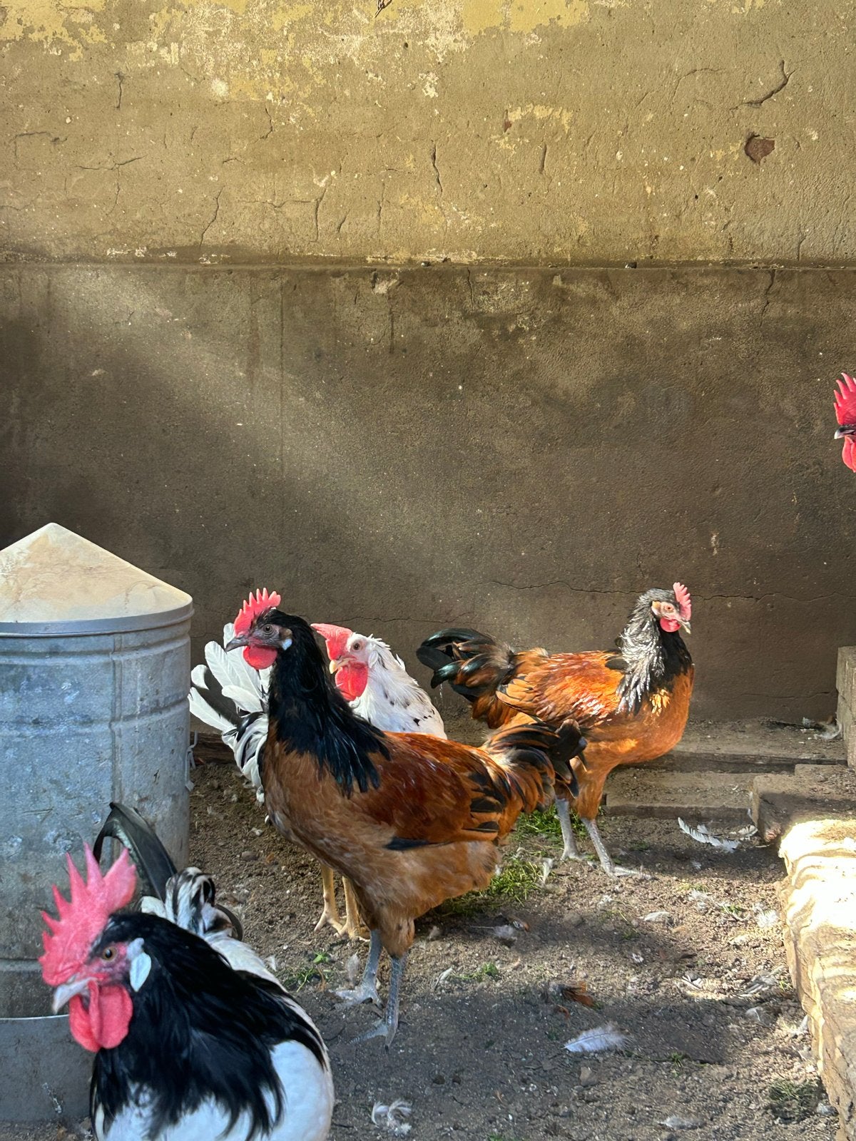 Haantjes Vorwerk/Lakenvelder en Leghorn bont te koop, Dieren en Toebehoren, Pluimvee, Mannelijk, Kip
