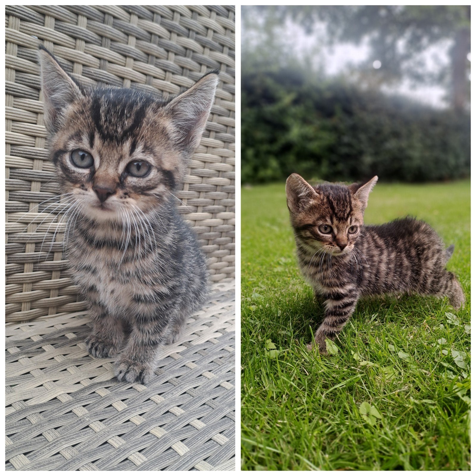 Kittens, Geslacht onbekend, Kortharig, 0 tot 2 jaar