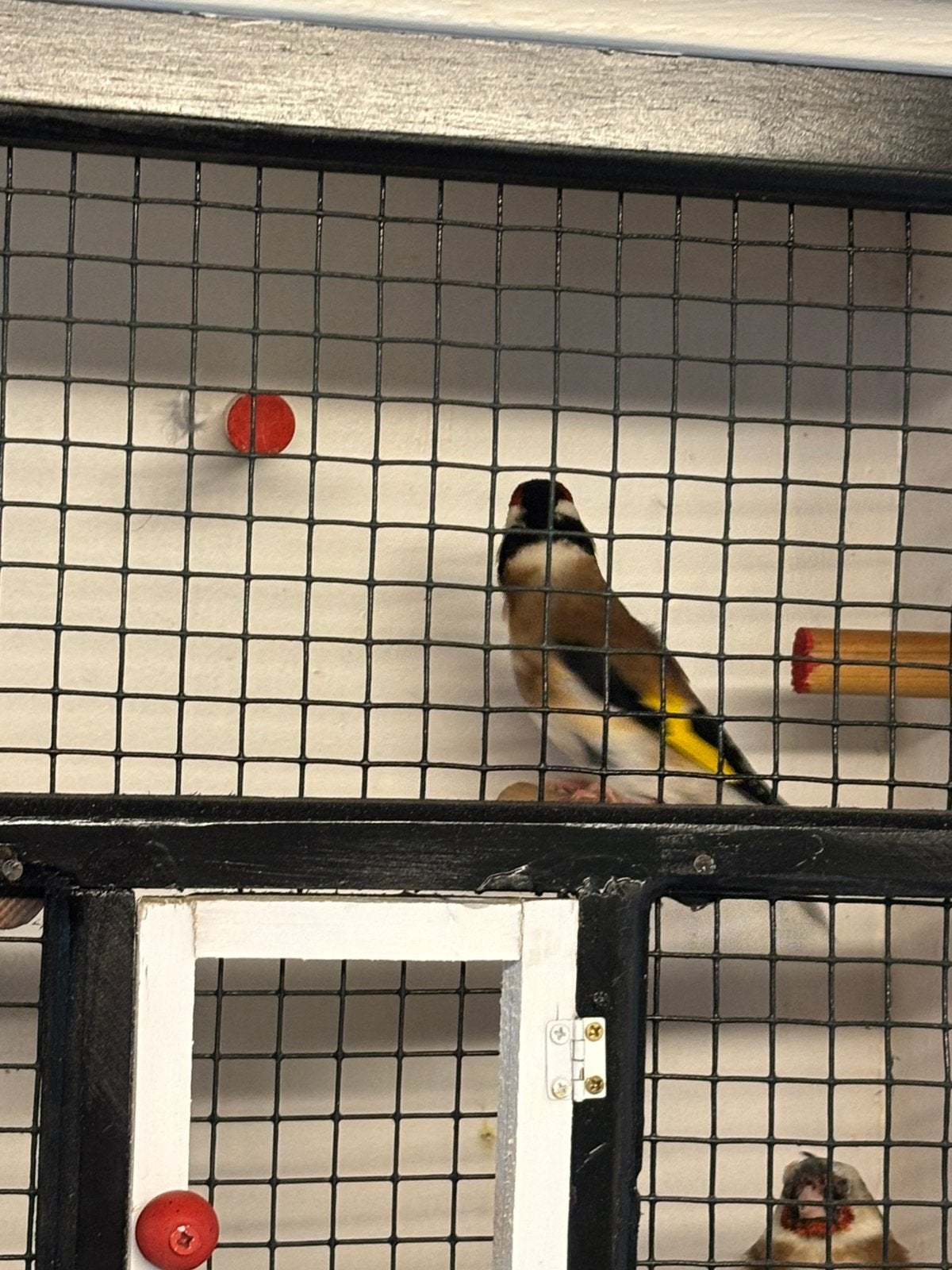 Te Koop koppeltje Putters, Dieren en Toebehoren, Meerdere dieren, Wildzangvogel, Geringd