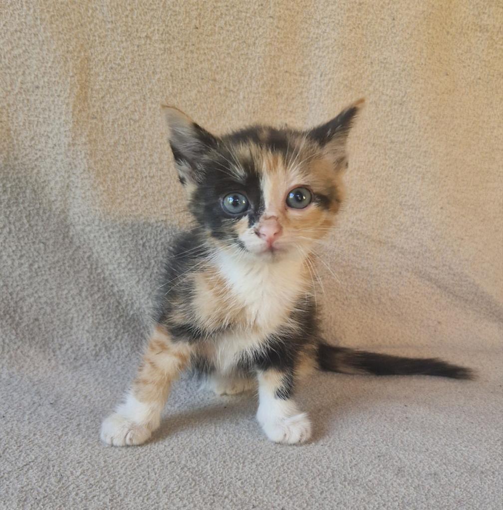 Super tamme kittens, Meerdere dieren