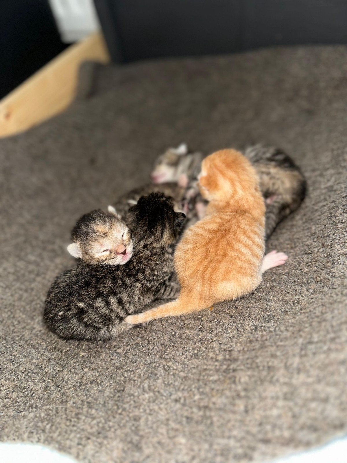 mix kittens, Dieren en Toebehoren, Meerdere dieren, Ontwormd, 0 tot 2 jaar